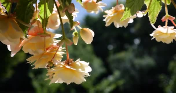 Summer Garden Cascading Trailing Begonias Double Flowers Pots — Video Stock