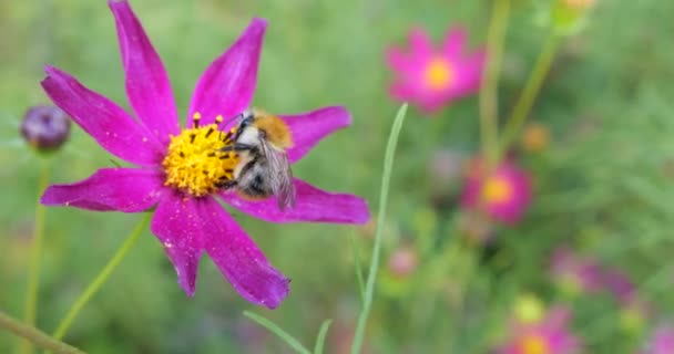 Bumblebee Pink Cosmos Flower Summer Macro Shooting — Stock Video