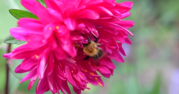 Bee Pink Dahlia Summer Macro Shooting — 비디오