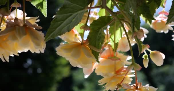 Summer Garden Cascading Trailing Begonias Double Flowers Pots — 图库视频影像