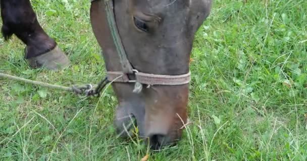 Horse Eats Grass Meadow Countryside — Video