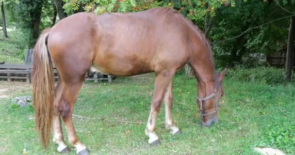 Horse Eats Grass Meadow Countryside — Stockvideo