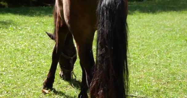 Horse Eats Grass Meadow Countryside — Stock video