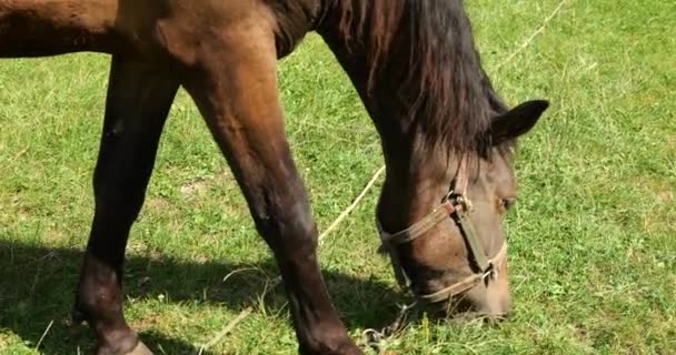 A horse eats grass in a meadow in the countryside.