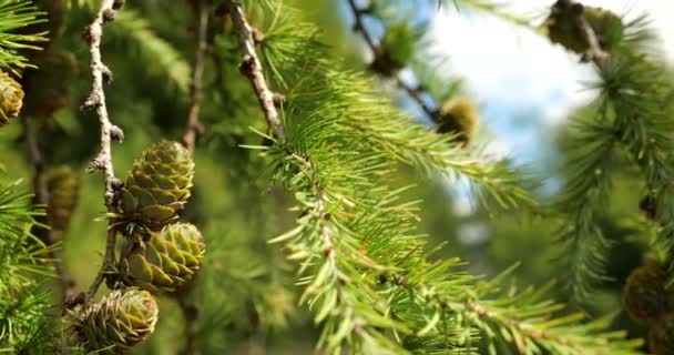 Young Green Larch Cones Tree Branch — Stockvideo