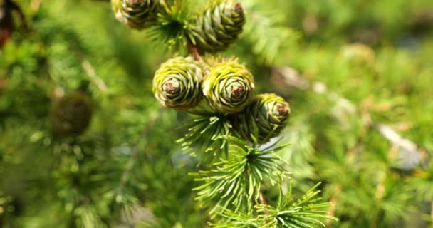 Young Green Larch Cones Tree Branch — Stockvideo