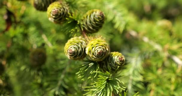 Young Green Larch Cones Tree Branch — Video