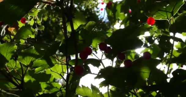Sun Rays Shine Viburnum Berries Branches Trees Shooting Summer — 图库视频影像
