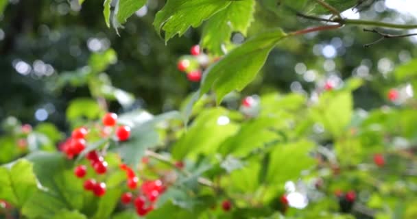 Viburnum Berries Tree Branches Shooting Summer — стоковое видео