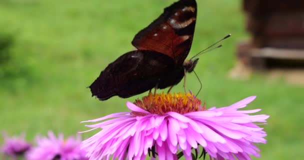 Peacock Butterfly Pink Chrysanthemum Summer Macro Shooting — стоковое видео
