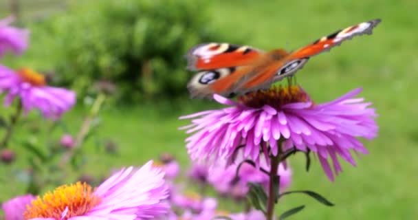 Peacock Butterfly Pink Chrysanthemum Summer Macro Shooting – Stock-video