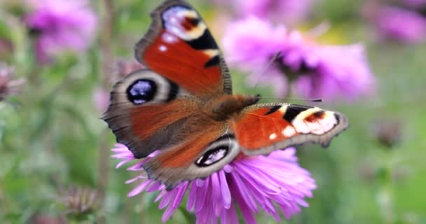 Peacock Butterfly Pink Chrysanthemum Summer Macro Shooting — Stockvideo