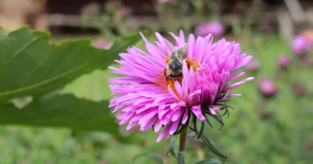 Bee Pink Chrysanthemum Summer Macro Shooting — Stockvideo