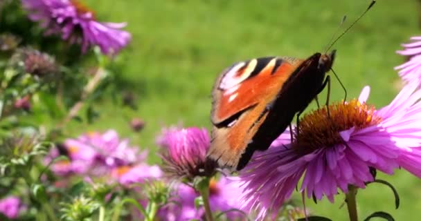 Peacock Butterfly Pink Chrysanthemum Summer Macro Shooting — Stock video