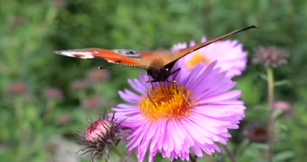 Peacock Butterfly Pink Chrysanthemum Summer Macro Shooting — Stok Video