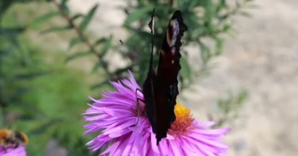 Peacock Butterfly Bee Pink Chrysanthemum Summer Macro Shooting — Vídeo de Stock