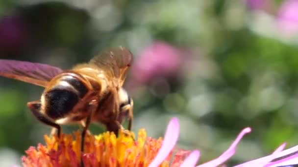 Bee Pink Chrysanthemum Summer Macro Shooting — Stok video