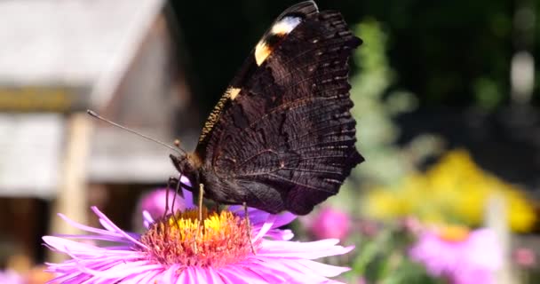 Peacock Butterfly Underside Pink Chrysanthemum Summer Macro Shooting — Stockvideo