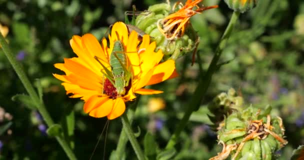 Cricket Calendula Officinalis Flower Shooting Summer Macro — Stockvideo