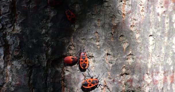 Firebug Pyrrhocoris Apterus Common Insect Family Pyrrhocoridae Shooting Macro — Vídeo de stock