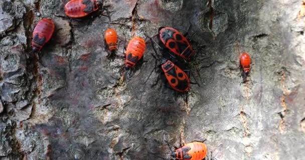 Firebug Pyrrhocoris Apterus Common Insect Family Pyrrhocoridae Shooting Macro — Stock video