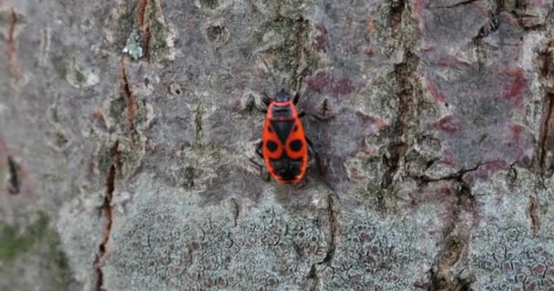 Firebug Pyrrhocoris Apterus Common Insect Family Pyrrhocoridae Shooting Macro — Vídeo de stock