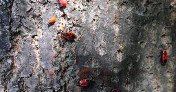 Firebug Pyrrhocoris Apterus Common Insect Family Pyrrhocoridae Shooting Macro — Stockvideo