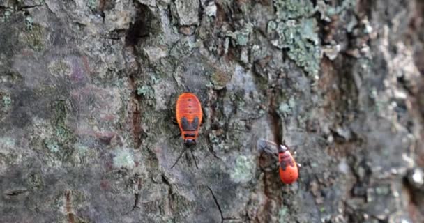 Firebug Pyrrhocoris Apterus Common Insect Family Pyrrhocoridae Shooting Macro — Stock video