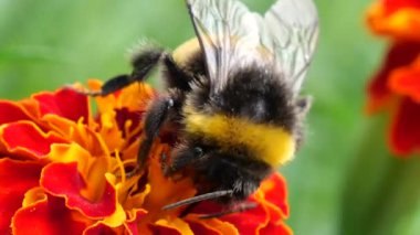 Bumblebee on marigolds flower. Summer macro shooting.