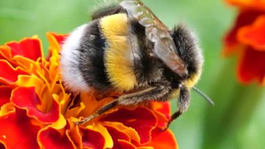 Bumblebee on marigolds flower. Summer macro shooting.
