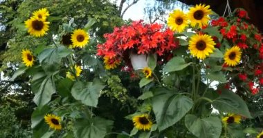 Summer garden with sunflowers and cascading trailing  begonias with red double flowers in pots