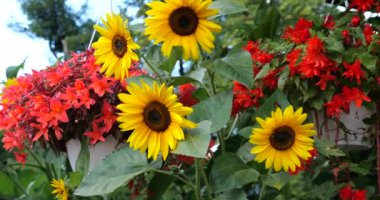 Summer garden with sunflowers and cascading trailing  begonias with red double flowers in pots.