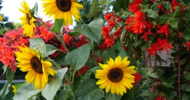 Summer garden with sunflowers and cascading trailing  begonias with red double flowers in pots.