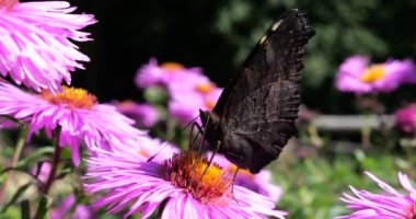 Peacock butterfly underside on pink chrysanthemum. Summer macro shooting.