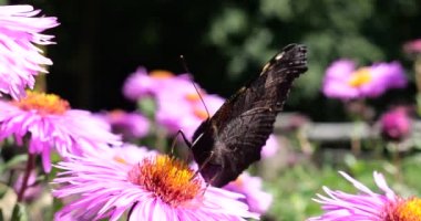 Peacock butterfly underside on pink chrysanthemum. Summer macro shooting.