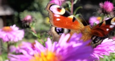 Peacock butterfly on pink chrysanthemum. Summer macro shooting.