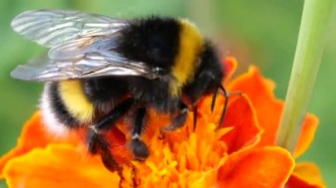 Bumblebee on marigolds flower. Summer macro shooting.