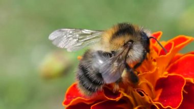 Bumblebee on marigolds flower. Tagetes. Summer macro shooting.