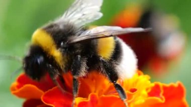 Bumblebee and bee on marigolds flower. Tagetes. Summer macro shooting.