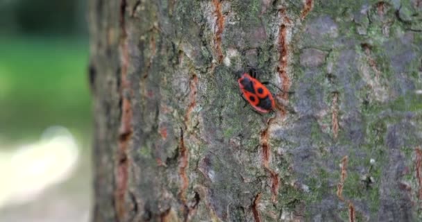 Firebug Pyrrhocoris Apterus Common Insect Family Pyrrhocoridae Shooting Macro — Stok video