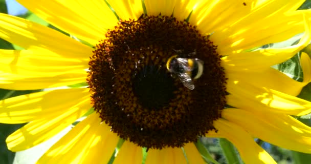 Bumblebee Sunflower Shooting Summer Macro — Vídeo de stock