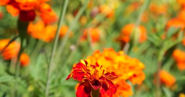 Bumblebee Marigolds Flower Summer Macro Shooting — Vídeos de Stock