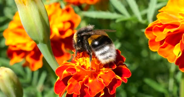 Bumblebee Marigolds Flower Summer Macro Shooting — Vídeos de Stock