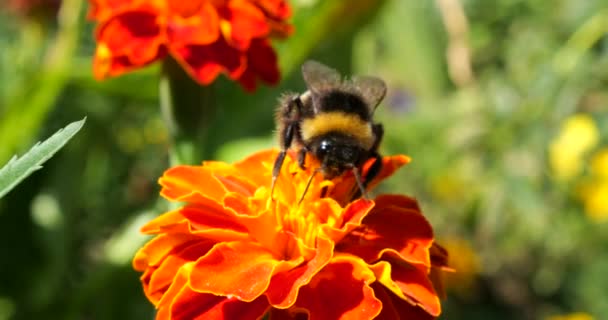 Bumblebee Marigolds Flower Summer Macro Shooting — Stockvideo