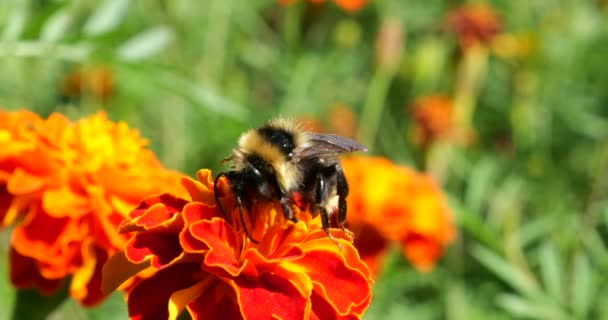 Bumblebee Marigolds Flower Summer Macro Shooting — Stockvideo