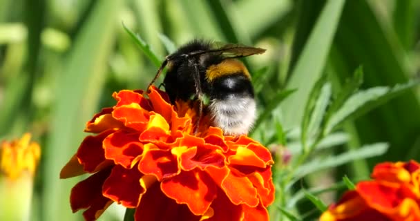 Bumblebee Flower Shooting Summer Macro — Vídeos de Stock