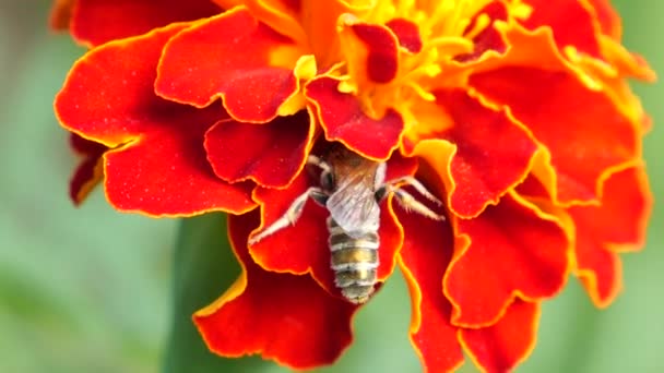 Bee Marigolds Flower Summer Macro Shooting — Vídeo de stock