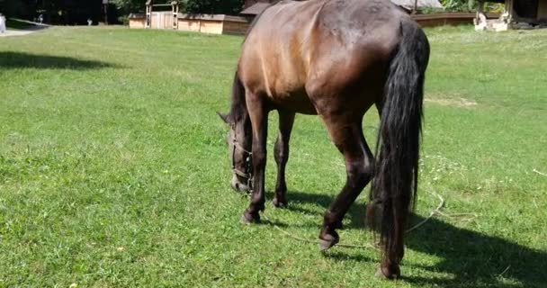 Horse Eats Grass Meadow Countryside — Video