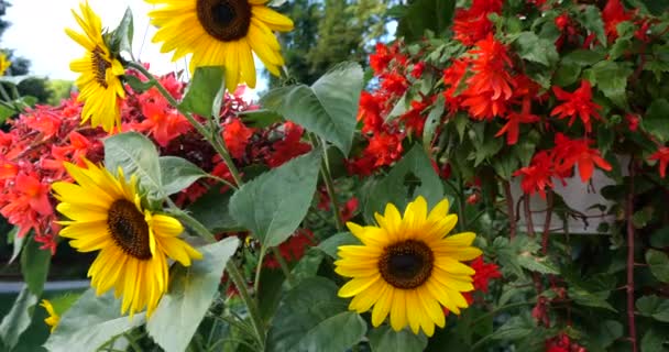 Summer Garden Sunflowers Cascading Trailing Begonias Red Double Flowers Pots — Αρχείο Βίντεο