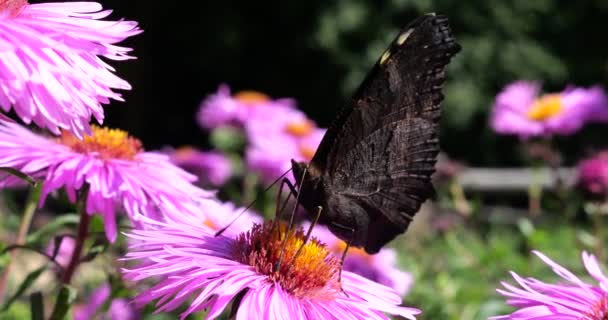 Peacock Butterfly Underside Pink Chrysanthemum Summer Macro Shooting — Stok video